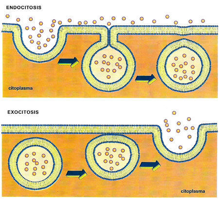 Una de biología para empezar bien