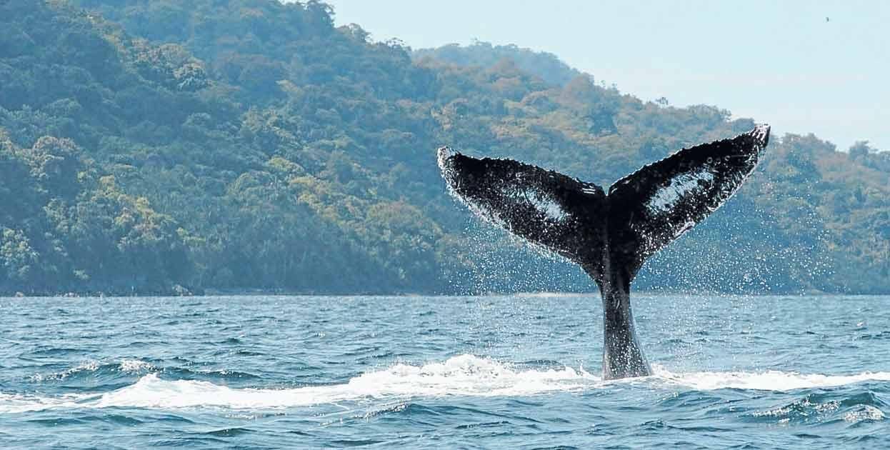 Ahora situémonos en la riqueza natural: ¿Cuál es el lugar que ocupa Colombia en cuanto al la biodiversidad?