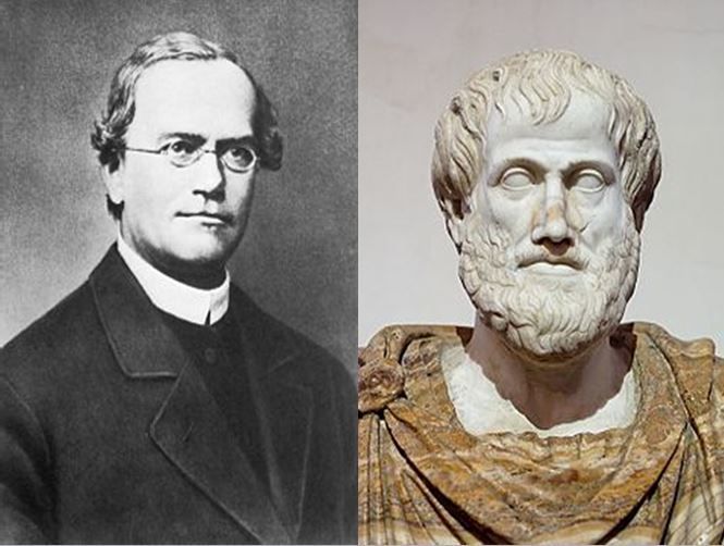 Gregor Mendel, padre de la genética moderna vs Aristóteles, filósofo de la Grecia clásica