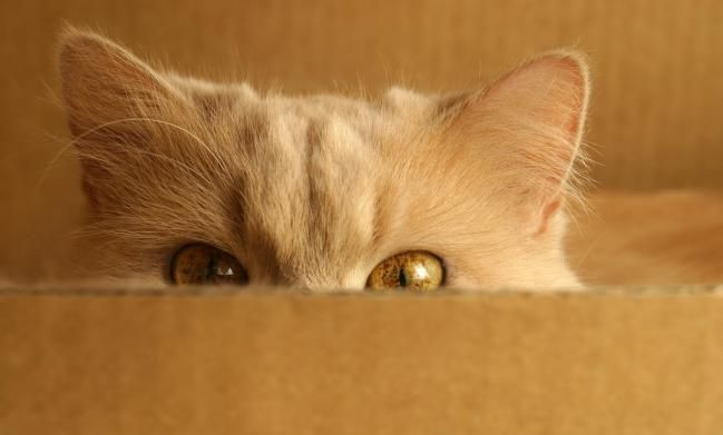 Acabas de nacer y resulta que eres chica ¿qué nombre prefieres que te pongan tus padres?