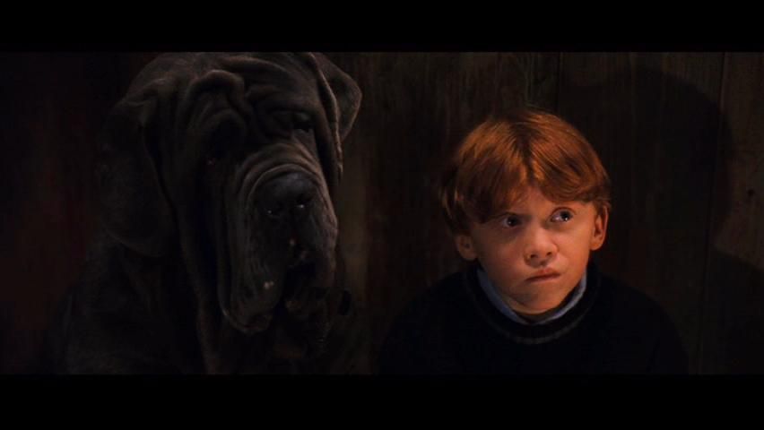 ¿Con qué animal te identificas más?