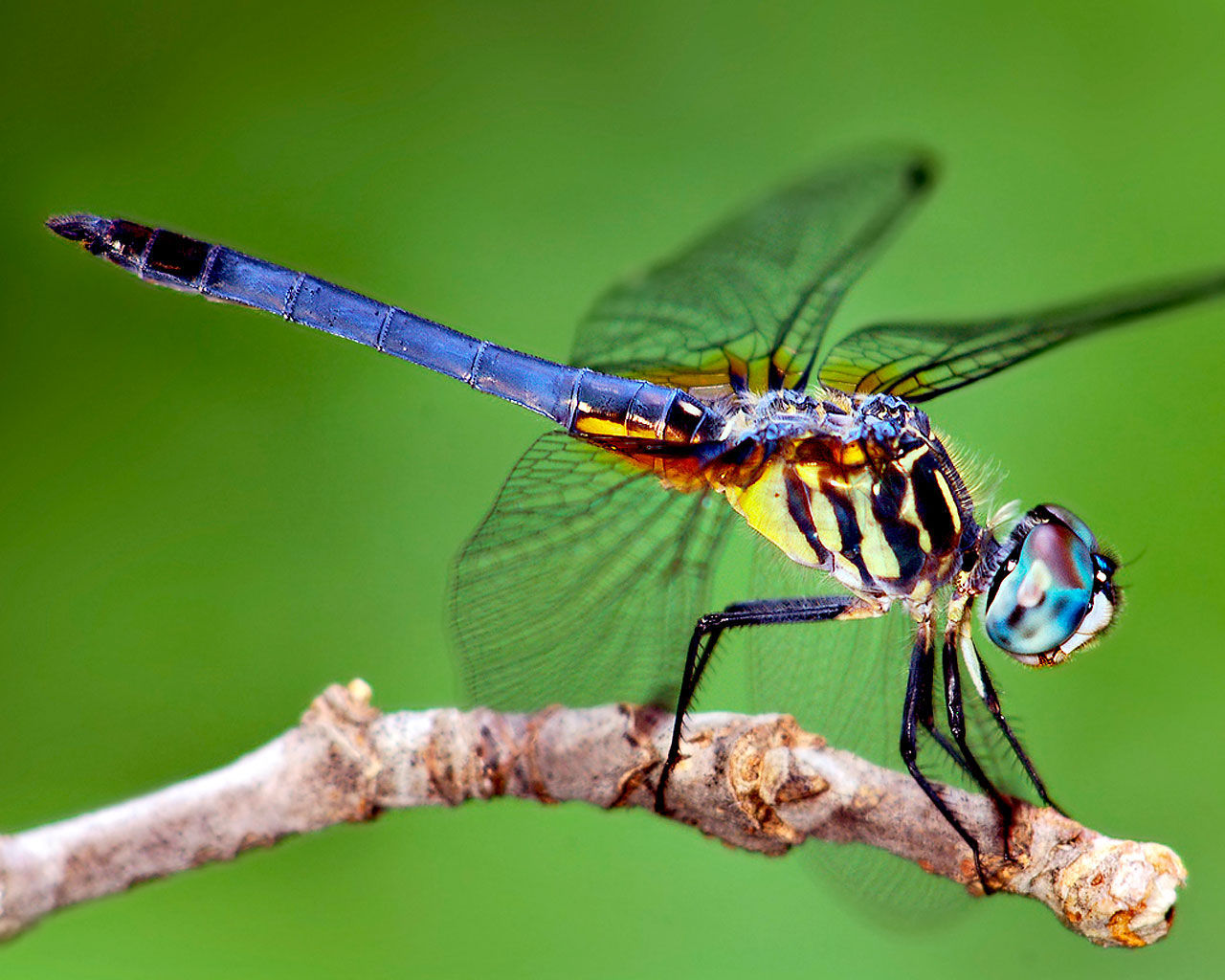 ¿Cuanto viven las libelulas?