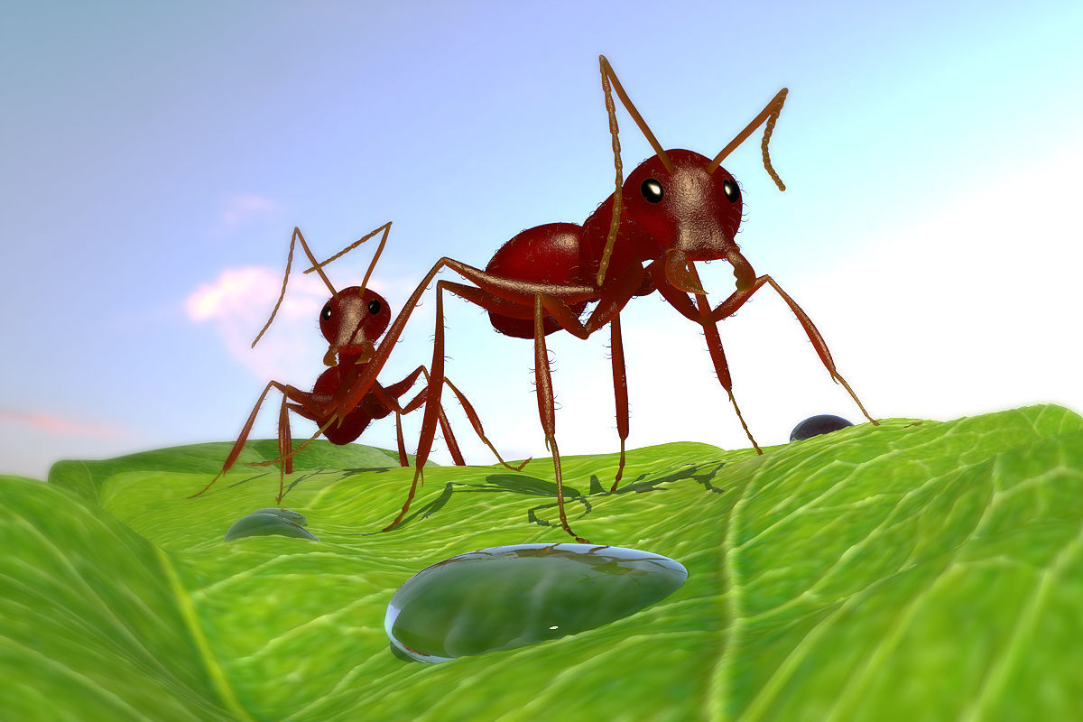 8808 - ¿Qué hormiga eres?