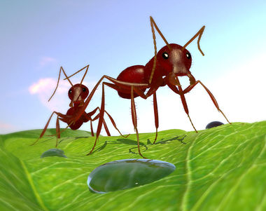 8808 - ¿Qué hormiga eres?