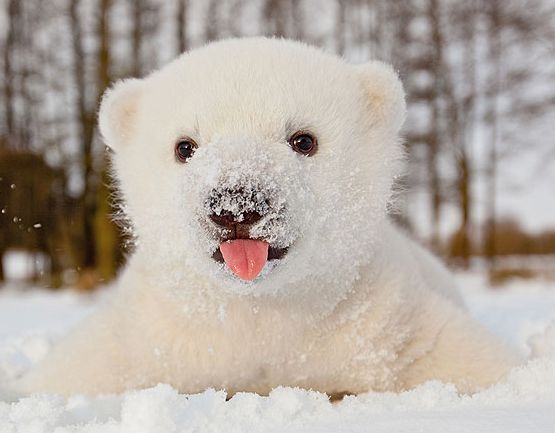 ¿De que color es el pelaje del oso polar?