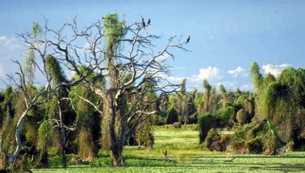 ¿Que tienes más ganas de ver o volver a disfrutar de ello?