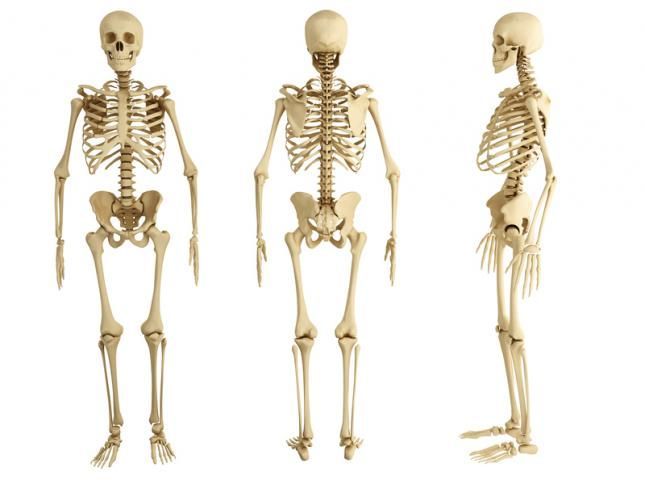 Anatomía: ¿qué huesos forman el antebrazo?