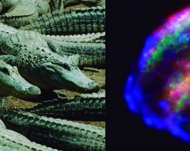 27760 - Batallas estúpidas III