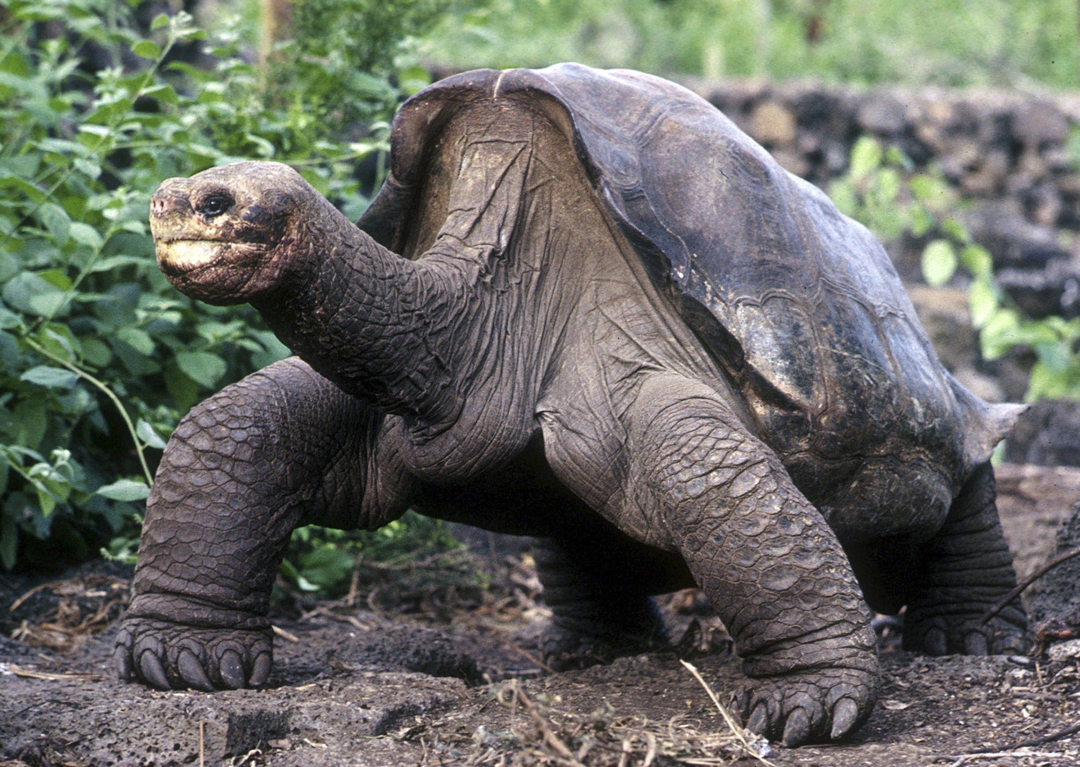 ¿Cuál era el nombre de la ultima tortuga de la especie Chelonoidis abingdonii que vivió en Ecuador?