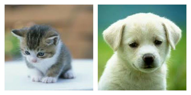 Qué preferirías matar 100 gatitos o perritos?