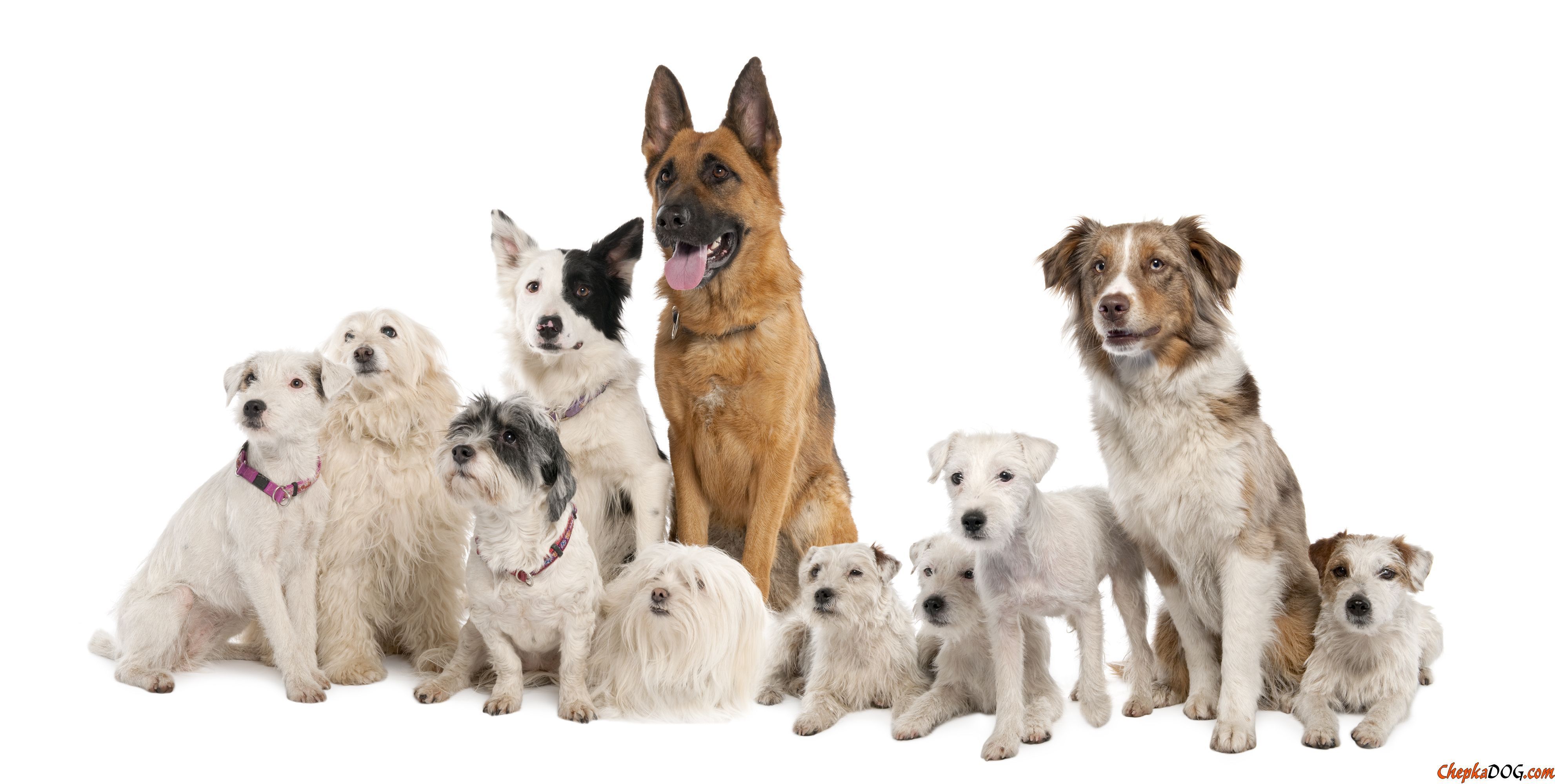 543 - ¿Qué tipo de raza de perro eres?