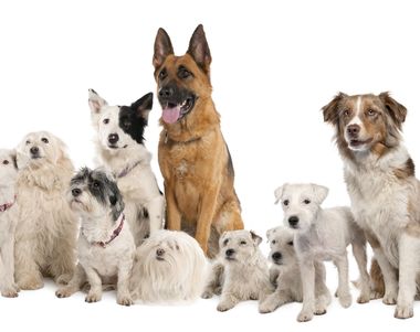 543 - ¿Qué tipo de raza de perro eres?