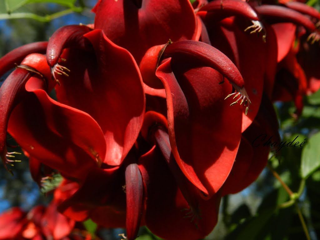 ¿Cuál es la flor nacional?