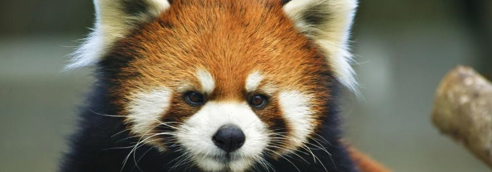 Con cual animal te identificas