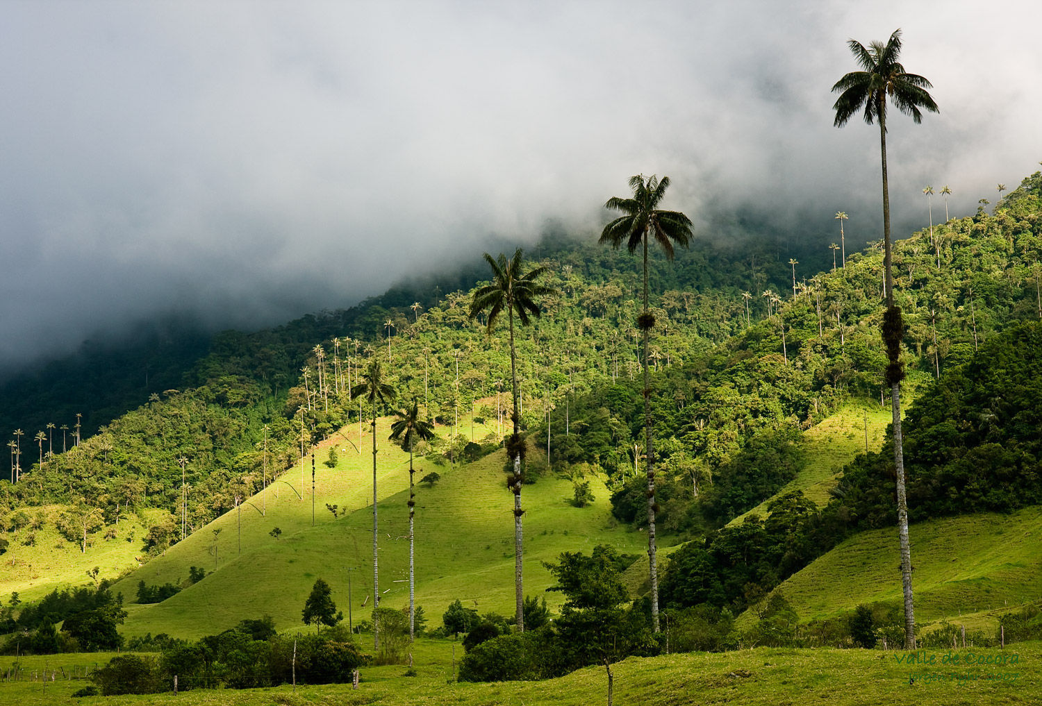 La palma de cera es la más alta del mundo y también el árbol nacional..: ¿En qué lugar y en que departamento se ubica?