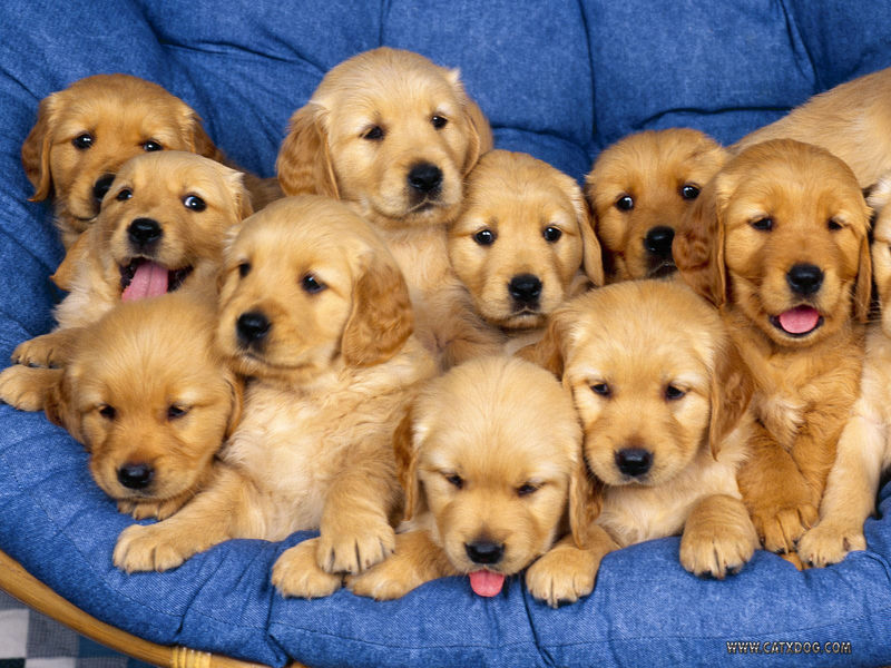 ¿Matar con tus propias manos a un bebé o a 100 cachorros de Golden Retriever?