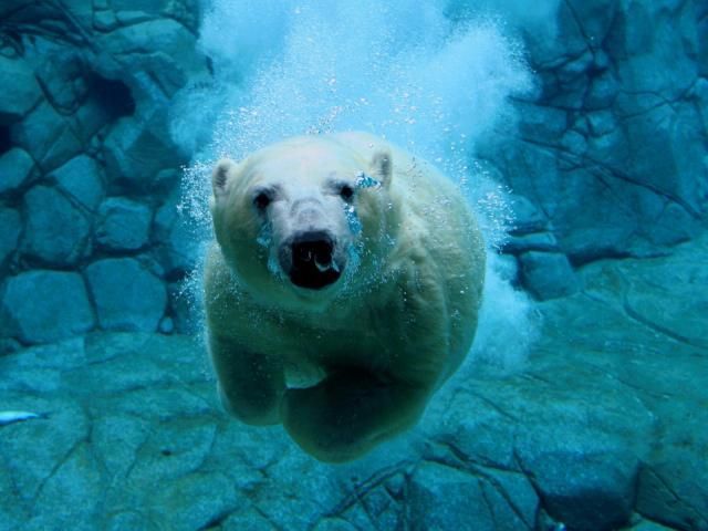 ¿Donde habitán los osos polares?