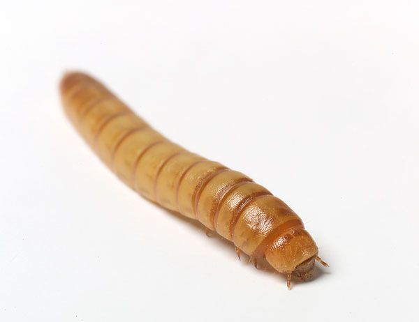 ¿Comerte un plato de gusanos vivos o tus defecaciones después de haber venido de comida familiar?